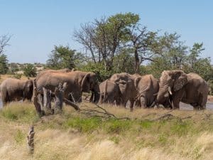 Mit EHRA bei den Wüstenelefanten am Brandberg