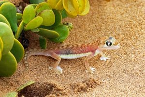 075_67_Namib_Gecko