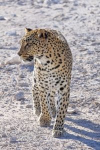 185_181_Leopard