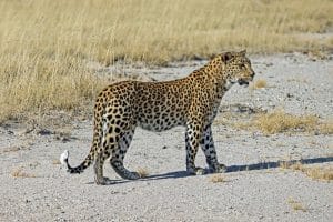 187_184_Leopard