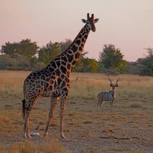 238_234_Giraffe_Kudu
