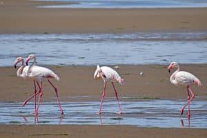 Walfisbay Flamingos