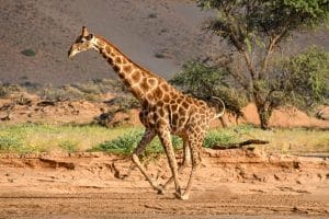 Eilige Huab Giraffe