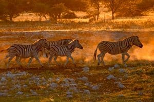 Etosha Zebras