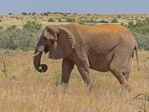 Bei den Wüstenelefanten