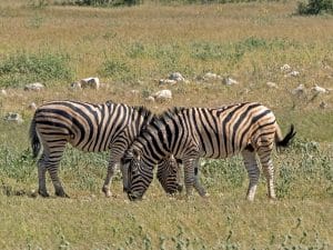 Etosha Nationalpark