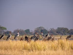 Am Kavangofluss bei Kongola