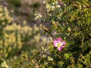 Caratera Austral im Blumenrausch