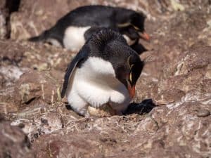 Puerto Deseado, Pinguininsel
