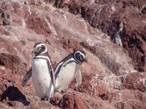 Puerto Deseado, Pinguininsel