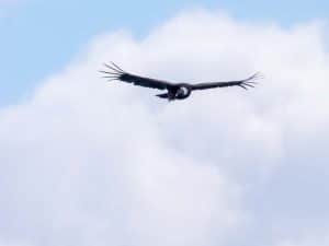 El Condor Passa