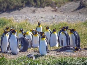 Königs Pinguin Kolonie in feuerland
