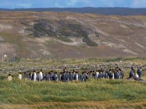Königs Pinguin Kolonie in feuerland