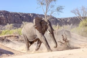 Wüstenelefanten im Huab Fluss